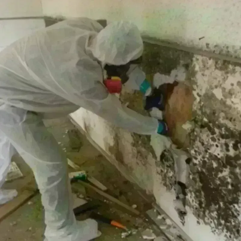 Mold Remediation and Removal in Shawneetown, IL